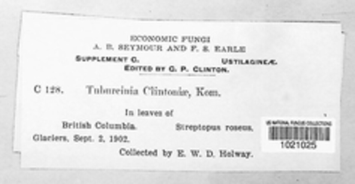 Tuburcinia clintoniae image